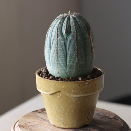 Euphorbia obesa × YAMABACHI var. Atsushi Funakushi  no.905-27