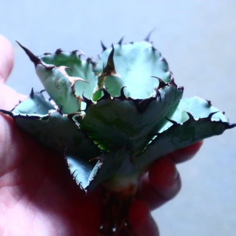アガベ チタノタ　ブラック＆ブルー Agave titanota black&bule   no.20904