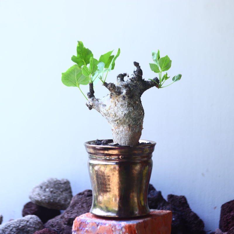 コミフォラ グイドッティ Commiphora guidotti no.5310