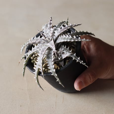 Dyckia ″Little Wing″ BCR (16648) from OTTO BROMELIAD(via Paradon) / (3号鉢)  no.913/54