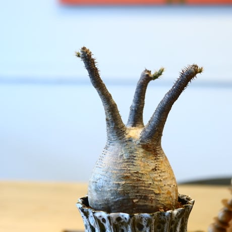 Pachypodium gracilius × soso   no.204014