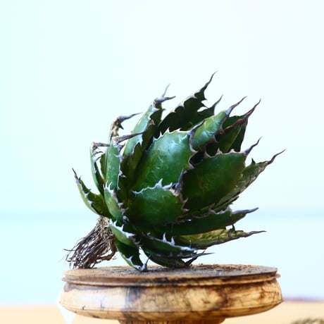 Agave horrida / Style of Chika   no.1015/63