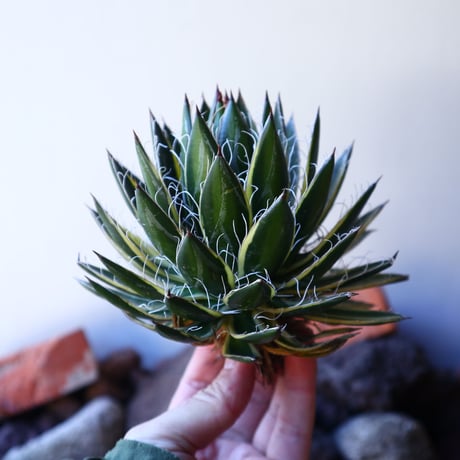 アガベ    シジゲラ　Agave filifera ssp. Schidigera    no.30844