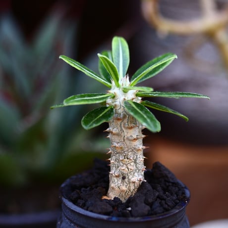 パキポディウム タッキー／Pachypodium'Tackyi'        no.91202