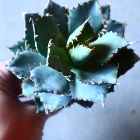 アガベ チタノタ フィリグリー Agave titanota "Filigree crested   no.20909
