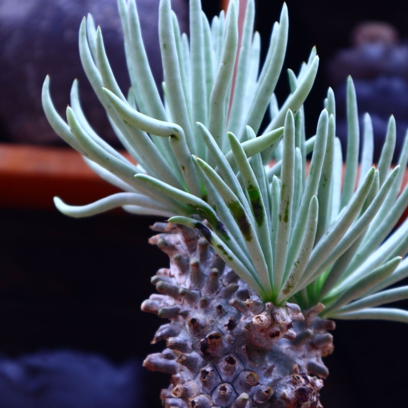 チレコドン ワリチー/Tylecodon wallichii no.62718 | 芽の巣山 チレコドン ワリチー/Tylecodon wallichii no.62718 | 芽の巣山