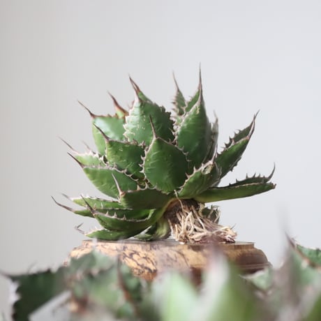 Agave horrida / Style of Chika　no.42162