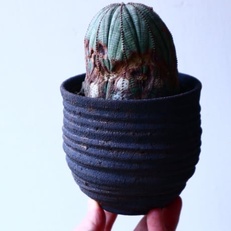 ユーフォルビア  オベサ   Euphorbia obesa   no.20308