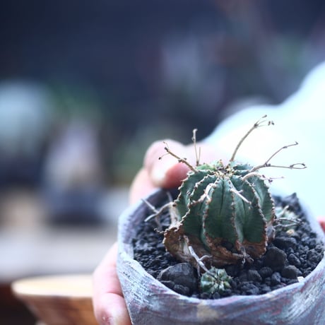 ユーフォルビア  バリダ     Euphorbia valida    no.22835