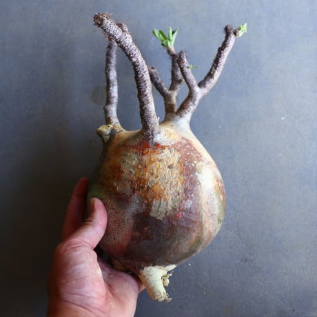 パキポディウム グラキリス 抜苗  Pachypodium rosulatum var. gracilius no.100636