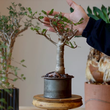Bursera microphylla  × Yuuya Morikawa  (3.5号)  no.1214/5