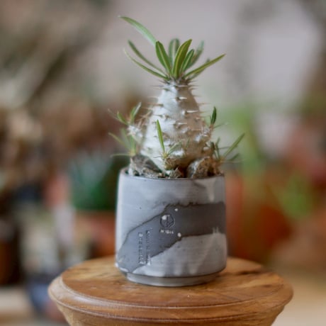 Pachypodium cactipes × N/OH (2.5号)  no.1101/21