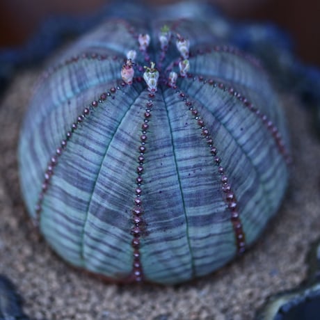 ユーフォルビア  オベサ／Euphorbia obesa    no.13017