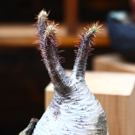 パキポディウム  グラキリス／Pachypodium  gracilius   no.40344