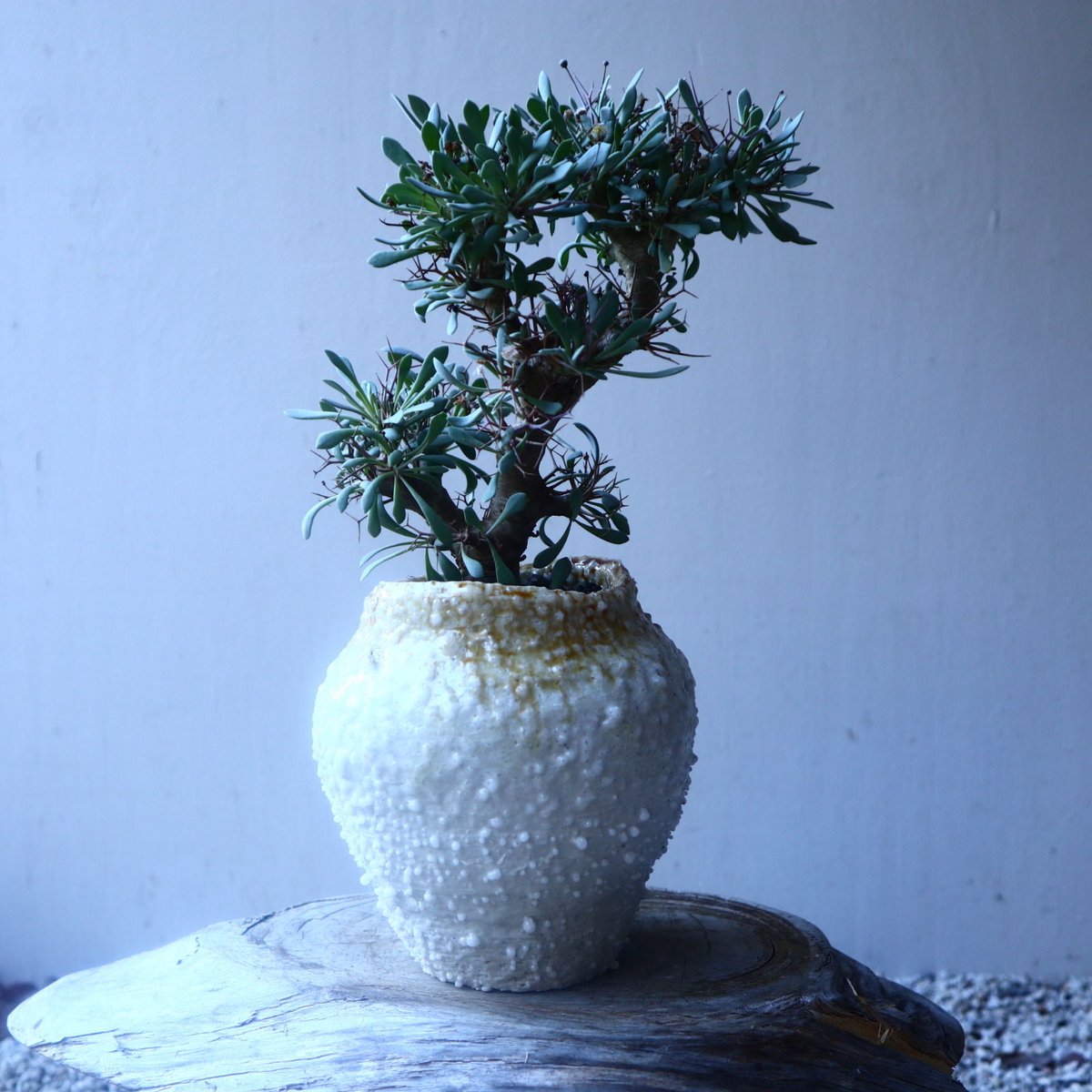 オトンナ ユーフォルビオイデス 実生 Othonna euphorbioides no.