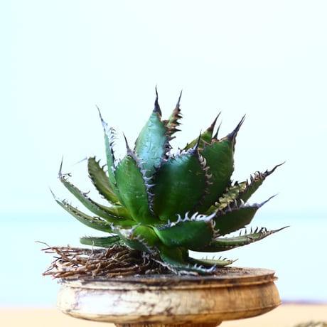 Agave horrida / Style of Chika   no.1015/54