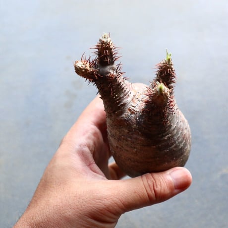 パキポディウム グラキリス 抜苗  Pachypodium rosulatum var. gracilius no.92928