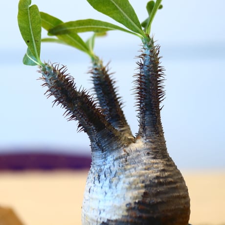 N/OH × Pachypodium  gracilius    no.61839