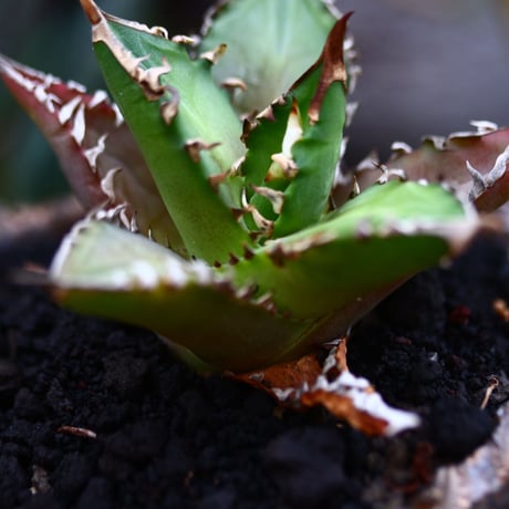 アガベ  レッドキャットウィールズ ／Agave titanota"Red Catweezle”  no.91236