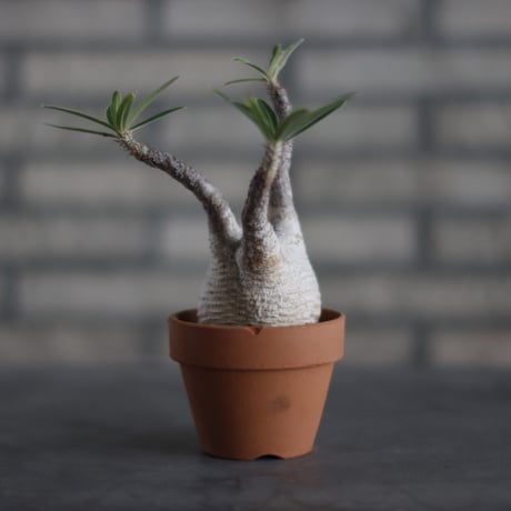 Pachypodium gracilius × YAMABACHI (3号)  no.713-11