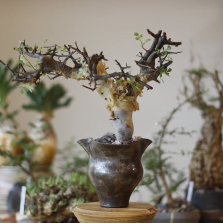 コミフォラ | STORES