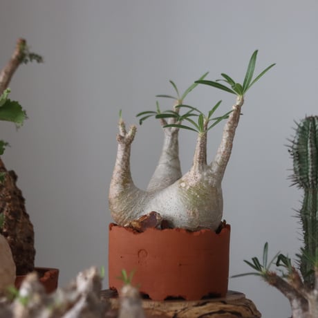 Pachypodium gracilius × N/OH    no.51228