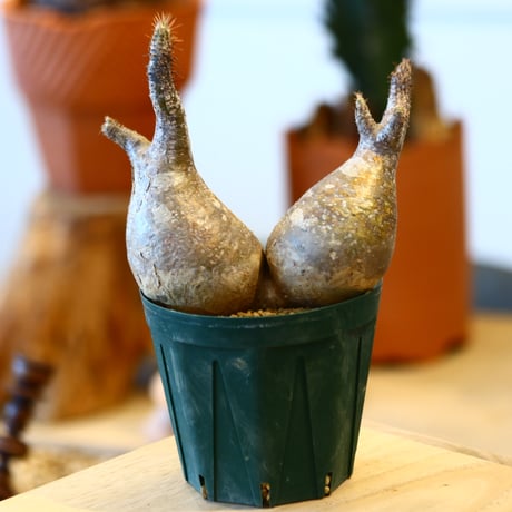 'ハルコイ´セット (N/OH × Pachypodium gracilius)  no.30327