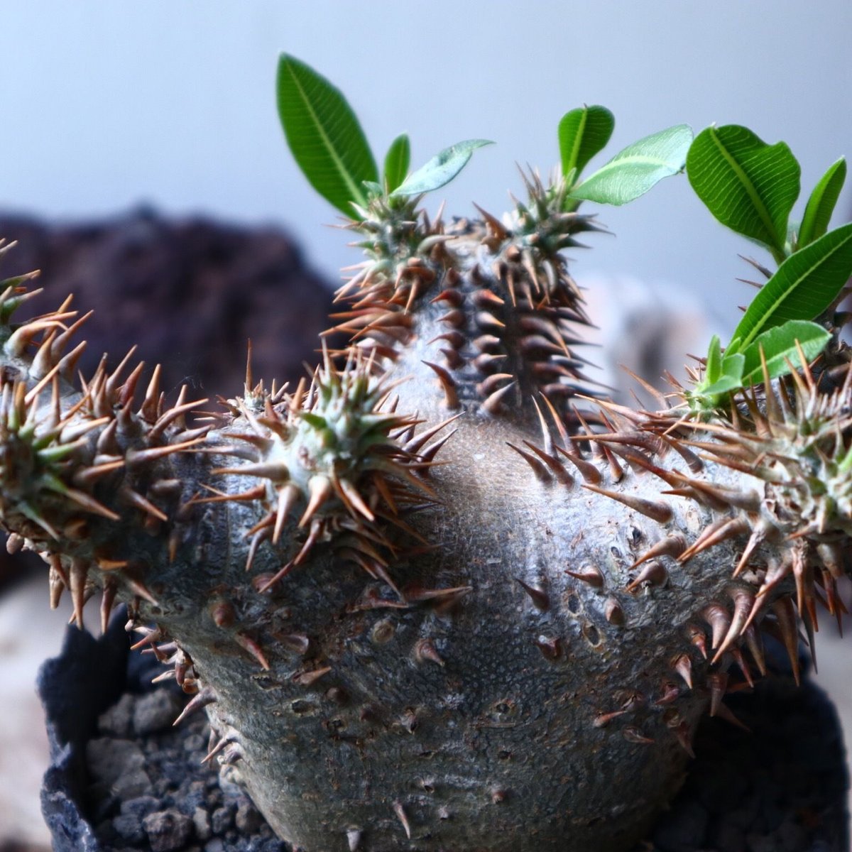 パキポディウム デンシ フローラム Pachypodium densiflorum no