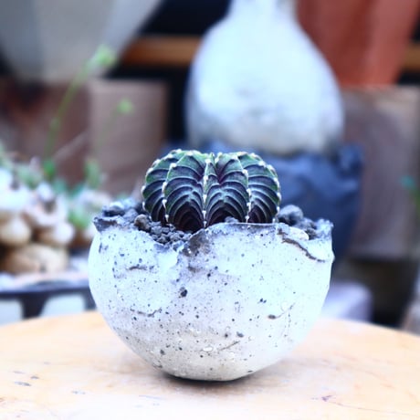 ギムノカリキウム   フィードリッフィーLB2178／Gymnocalycium friedrichii    no.71853
