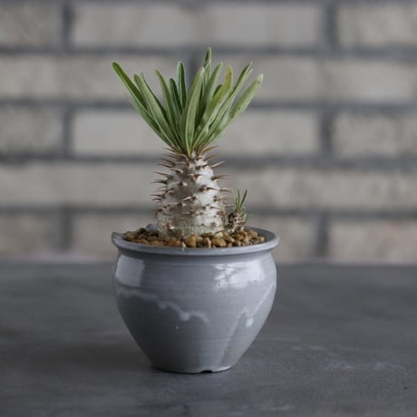 Pachypodium gracilius × N/OH (2.5号)  no.706-34