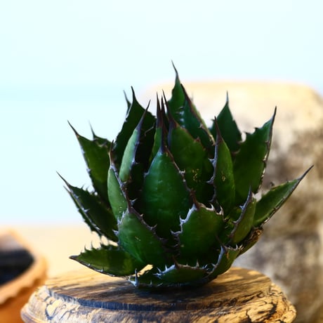 Agave horrida    no.32470