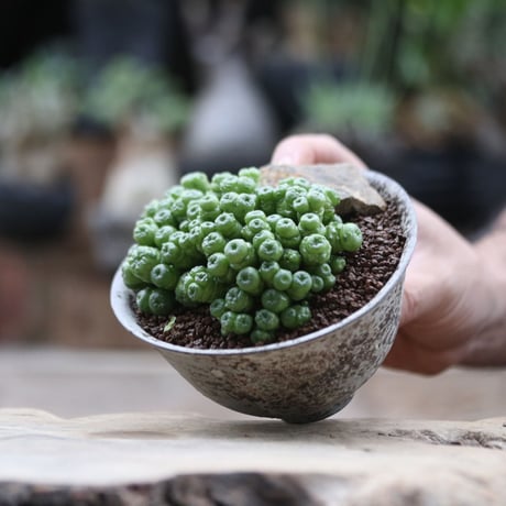 マミラリア ボカサナフレッド／Mammillaria bocasana cv. Fred   no.103052