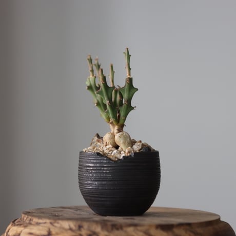 Euphorbia knuthii × N/OH  no.912-3
