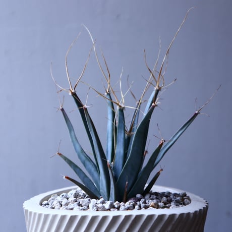 レウクテンベルギア  晃山    Leuchtenbergia principis  no.22310