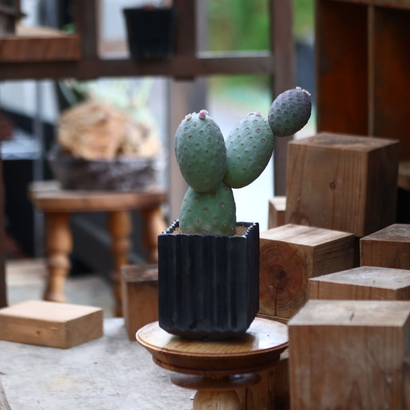 テフロカクタス ゲオメトリクス / Tephrocactus geometricus no