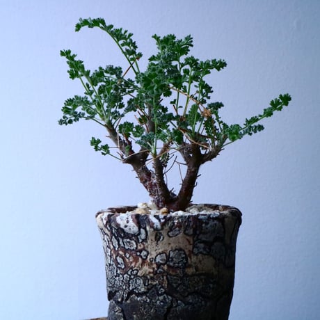 ペラルゴニム   アルテルナンス  Pelargonium alternans  No.035