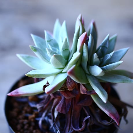ダドレア ブリトニー　Dudleya brittonii    no.110804