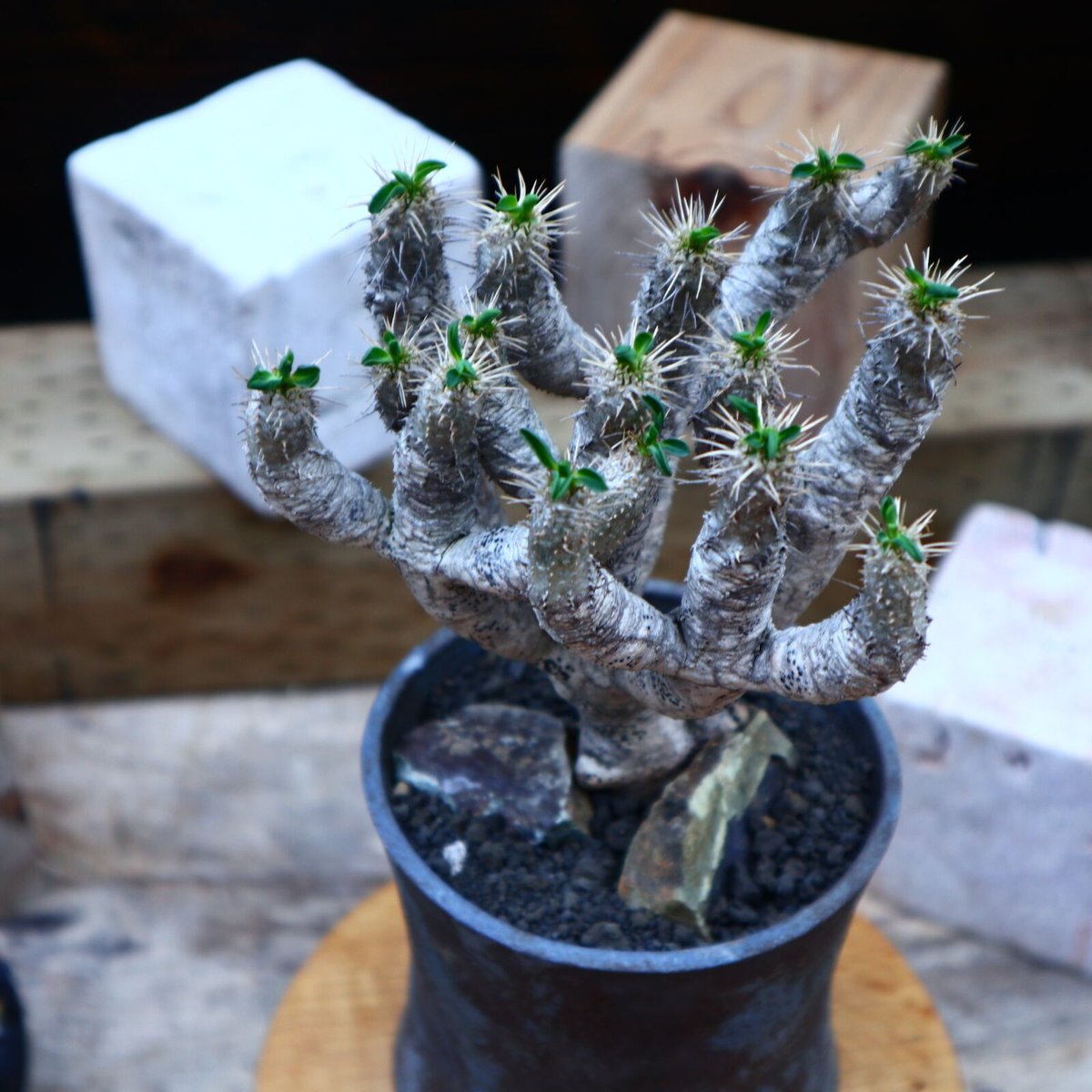 柿本様　抜き苗ご希望　ギラウミニアナ V199【最新到着】 Euphorbia ギラウミニアナ（S）（現地球・抜き