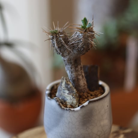 Euphorbia guillauminiana × N/OH  no.82534