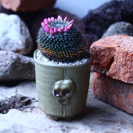 マミラリア  影清     Mammillaria sempervivi var. caput-medusae  no.42688