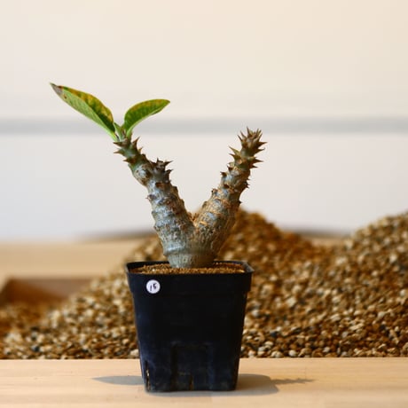 パキポディウム ウィンゾリー / Pachypodium baronii var. windsorii    no.41615