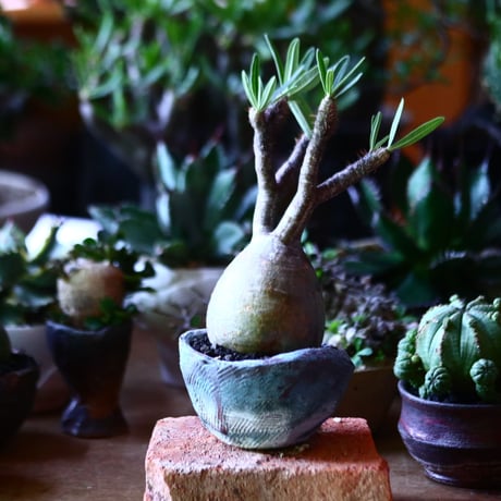 パキポディウム グラキリス   Pachypodium rosulatum var. gracilius no.81619