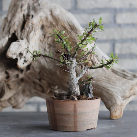 Fouquieria hyb. purpusii×fasciculata × 備前鉢3号 / twurue  no.607-19