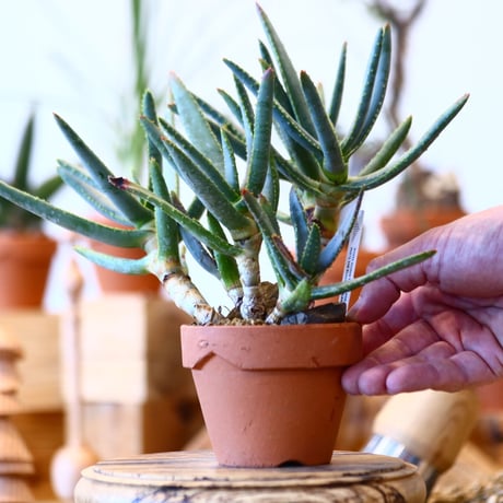 YAMABACHI × Aloe ramosissima     no.100145