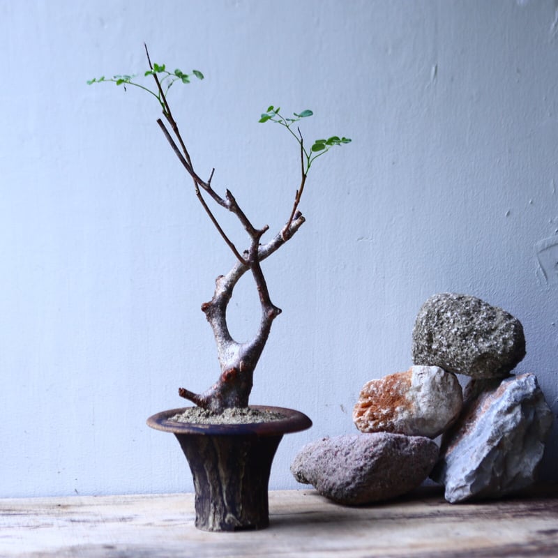 デロニクス プミラ 現地球 発根済み 小型 白肌 検）グラキリス パキ