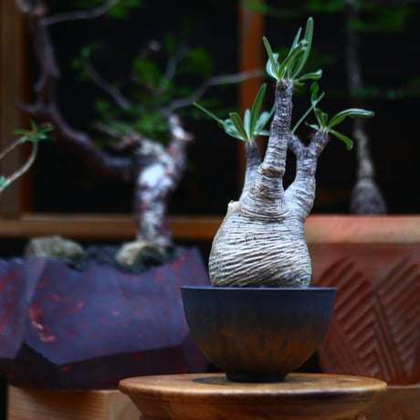 パキポディウム  グラキリス ／Pachypodium  gracilius     no.101036
