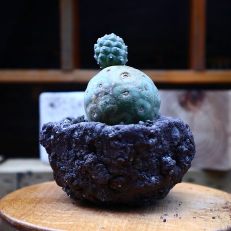 テフロカクタス  ゲオメトリクス／Tephrocactus geometricus   no.72533