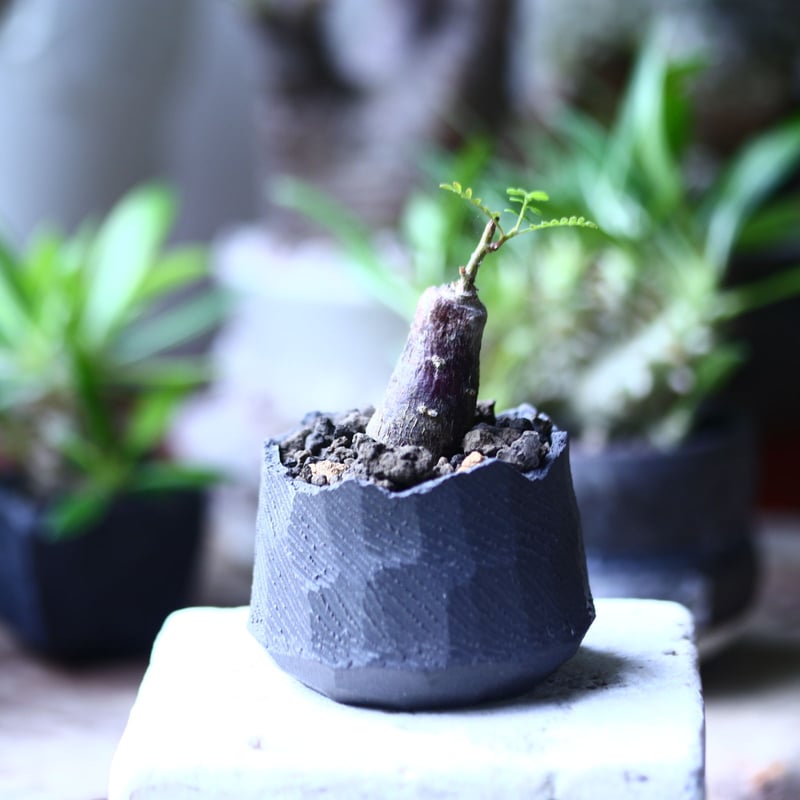 オペルクリカリア　ヒファエノイデス　根挿し　特大 オペルクリカリア ヒファエノイデス hyb. 根挿し operculicarya