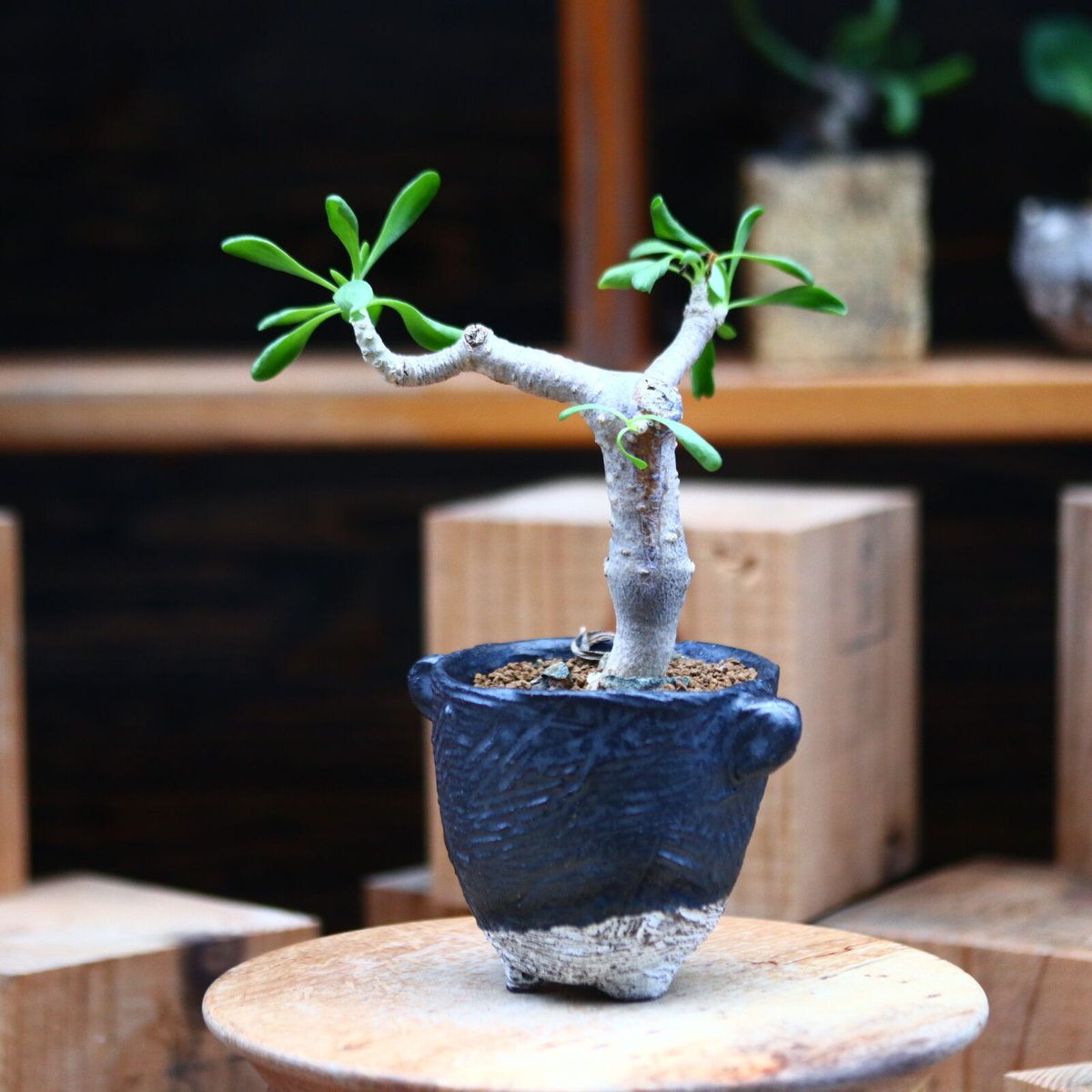 オトンナ フルカタ／Othonna furcata no.11630 | 芽の巣山