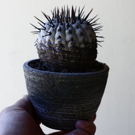 コピアポア 孤竜丸    Copiapoa cinerea var. columna-alba  no.40715